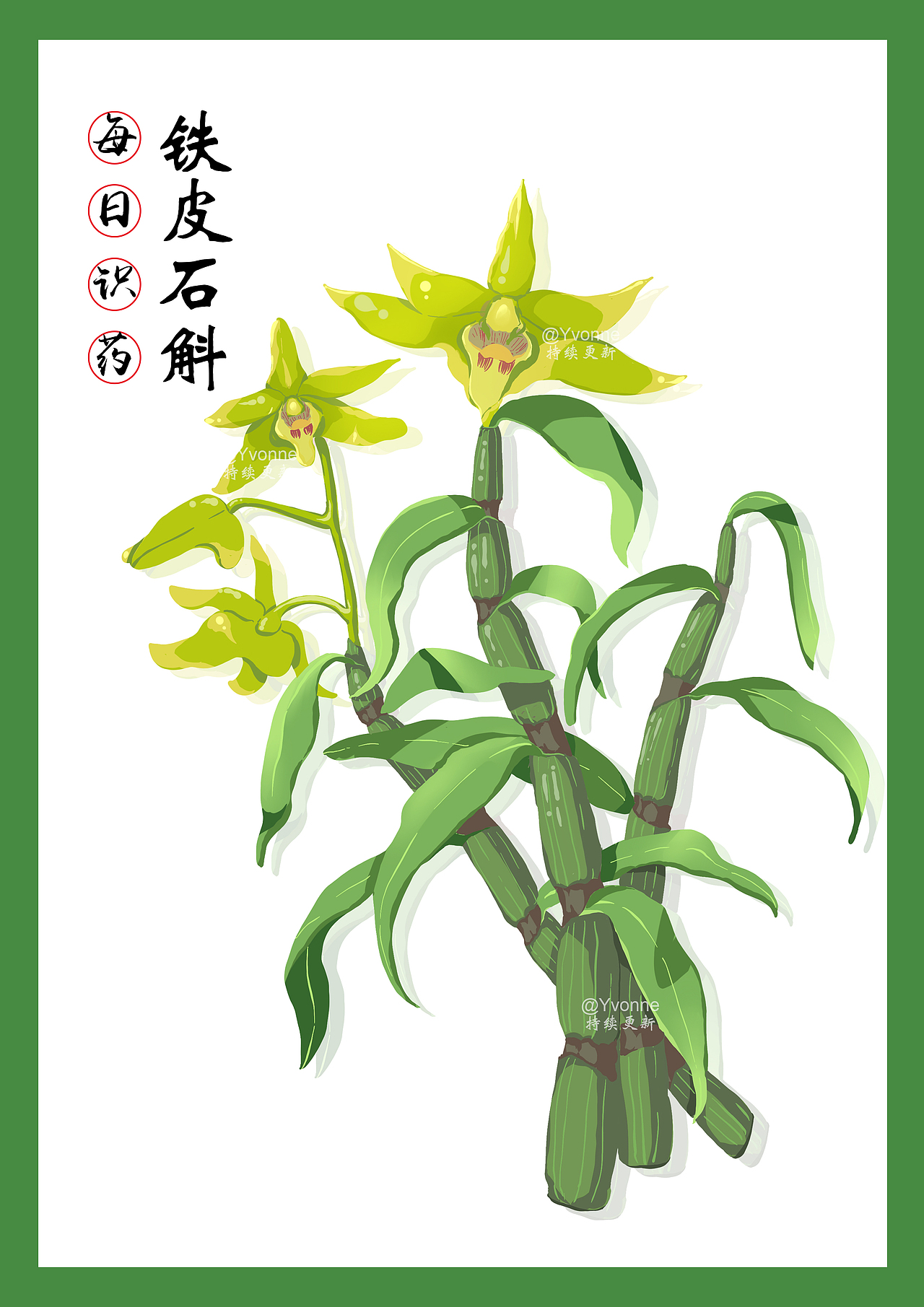 中药本草手绘 本草纲目