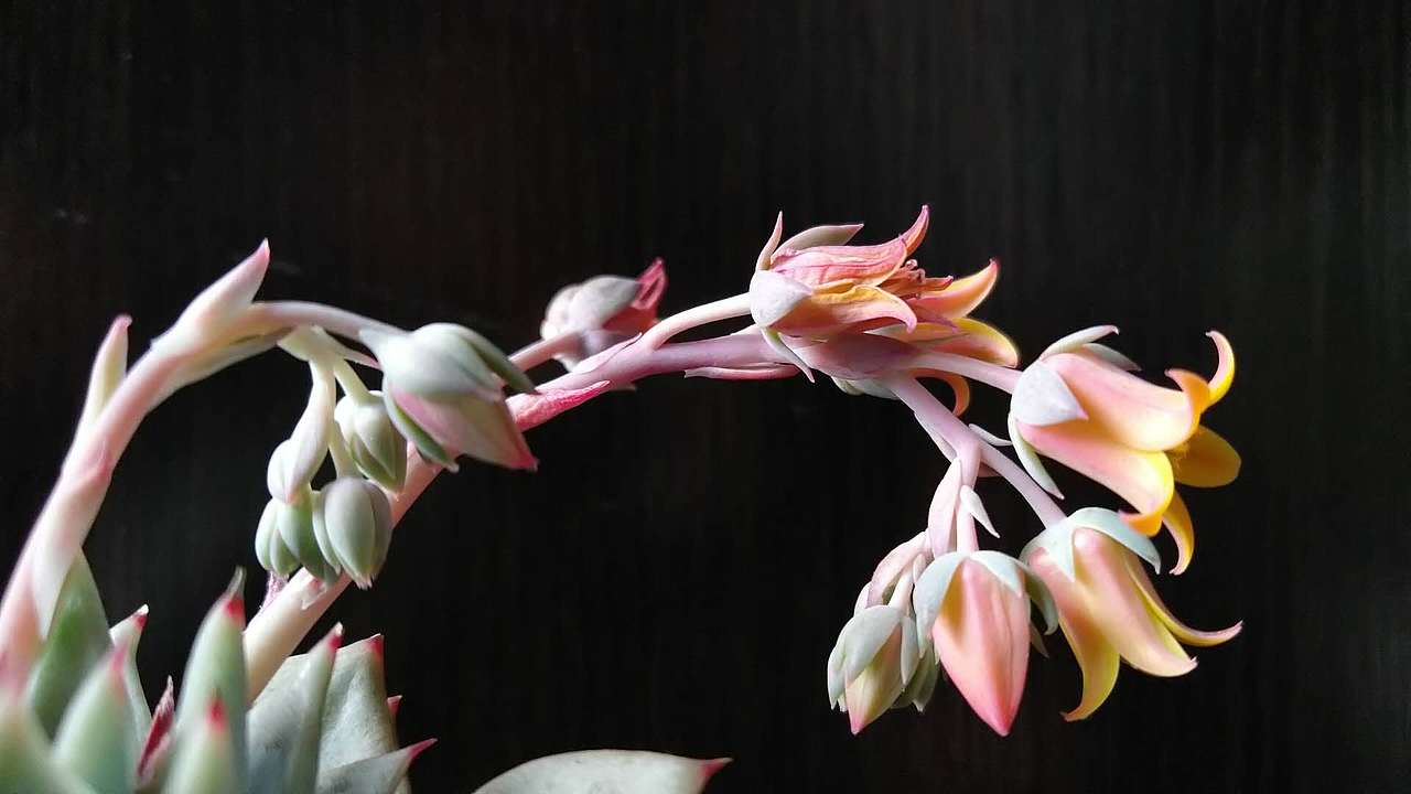 多肉花花（图ZMTA3MzQ2NzQ4） - 人文/纪实摄影 - 站酷设计师Z86984383原创素材 - 站酷ZCOOL