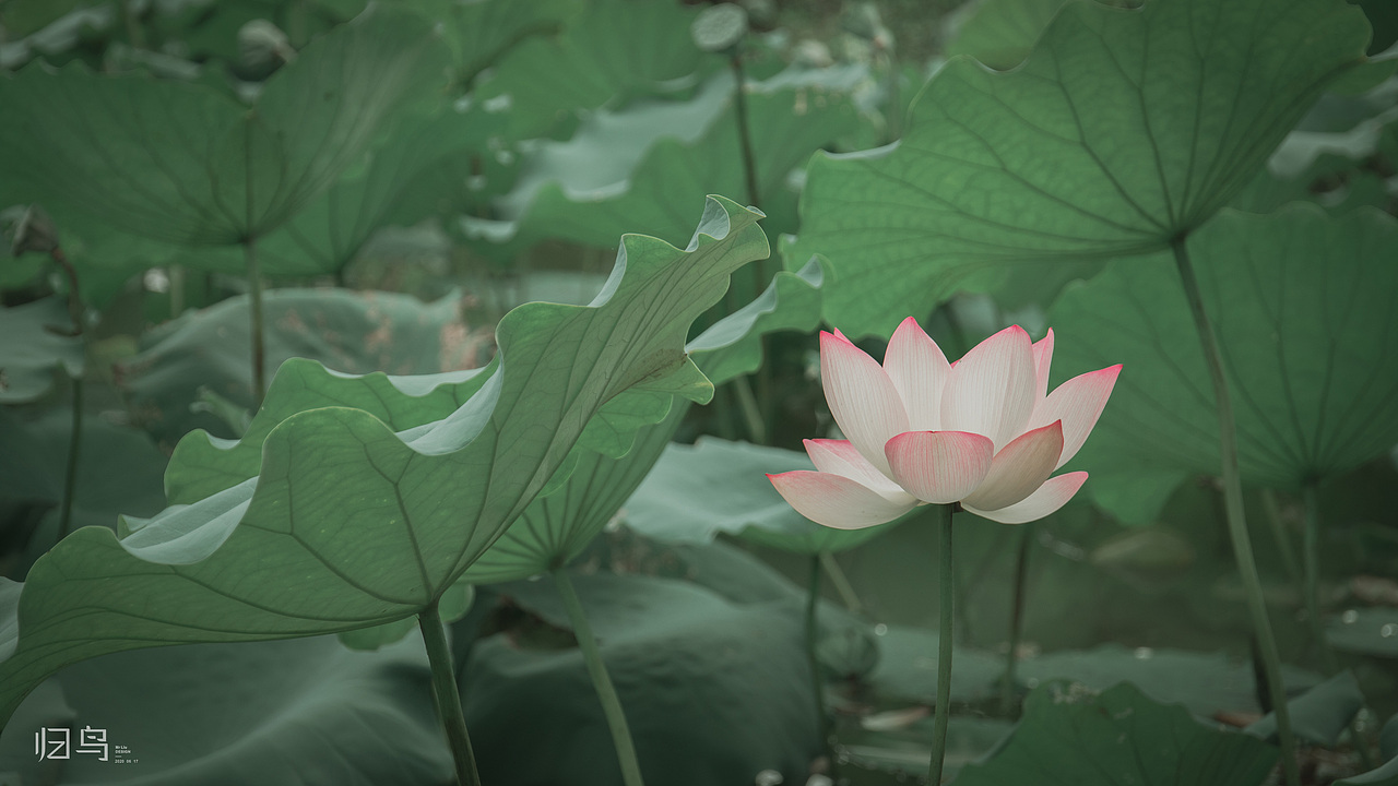 2020-06-17 荷花 海珠湿地公园拍摄（图ZMjEyNDY4MTk2） - 风光摄影 - 站酷设计师归鸟一Mr刘原创素材 - 站酷ZCOOL