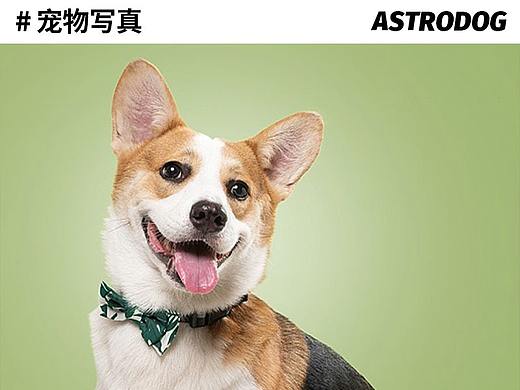 太空狗宠物摄影 柯基LOKI