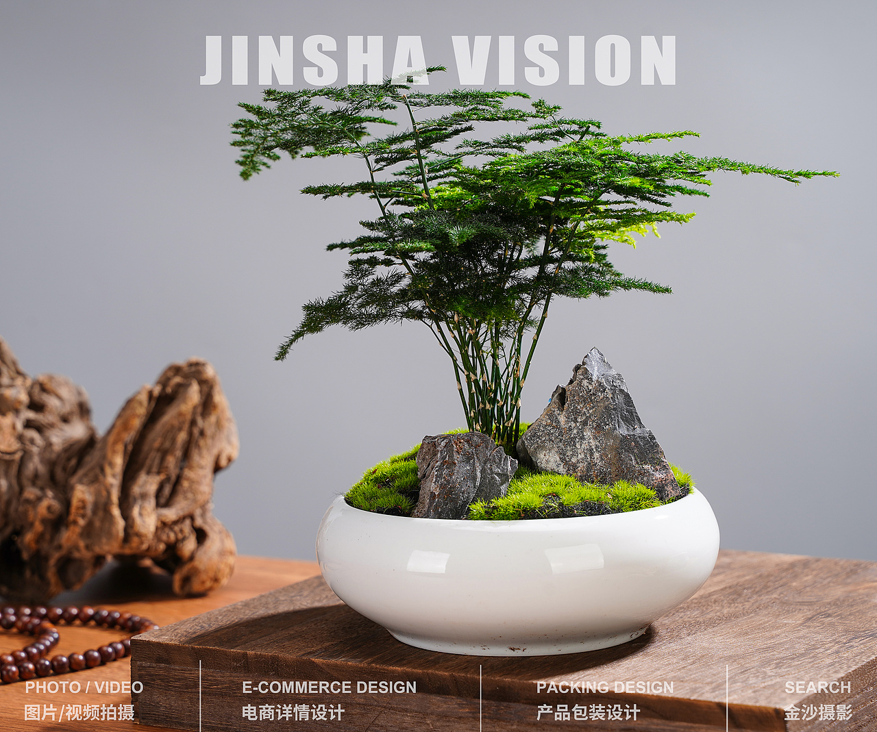 绿植/发财树盆栽/盆景/文竹/发财树