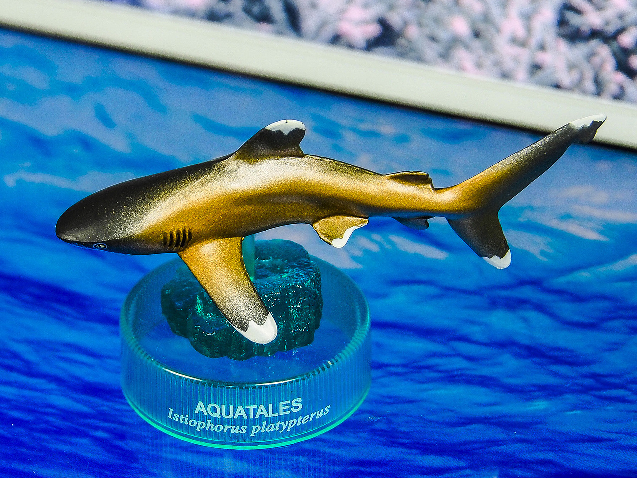 远洋白鳍鲨 Oceanic whitetip shark Carcharhinus longimanus
极具侵略性的一种鲨鱼,也是世界上攻击人类次数最频繁的鲨鱼,大白鲨都相形见绌,特点是长长的上尾鳍和背鳍,要是在野外见到的话。。。祝你好运