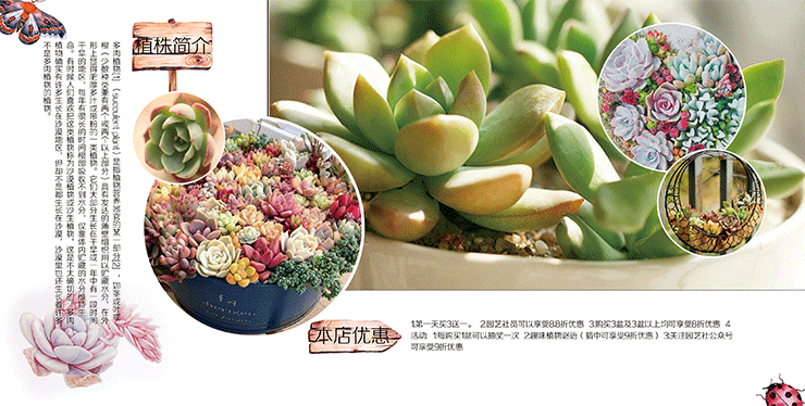 花店三折页（图ZODA5NzcwMTI=） - 其他平面 - 站酷设计师妄想症的大叔原创素材 - 站酷ZCOOL