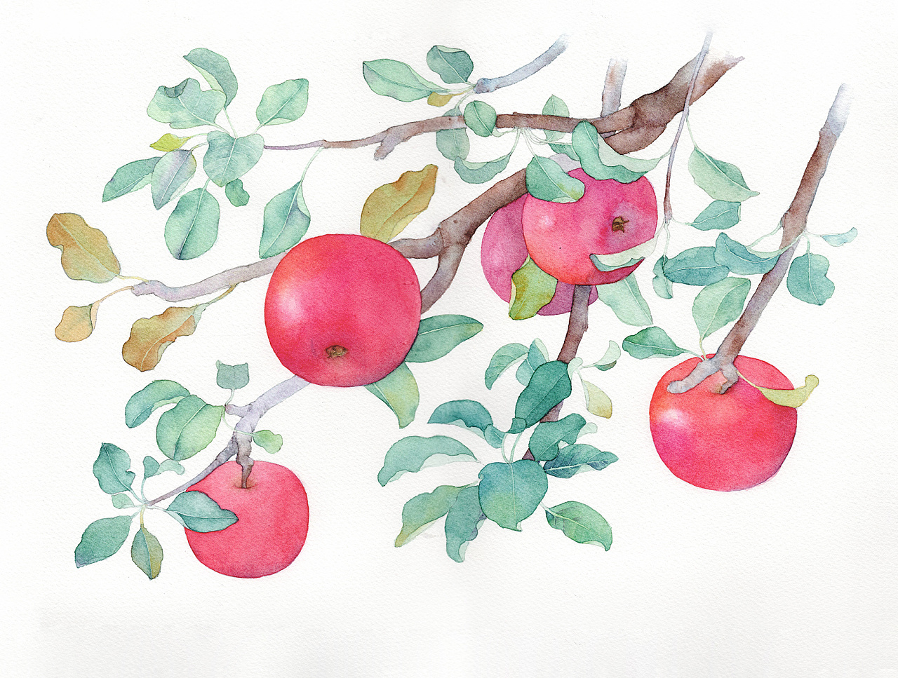 彩色苹果树简笔画画法图片步骤💛巧艺网