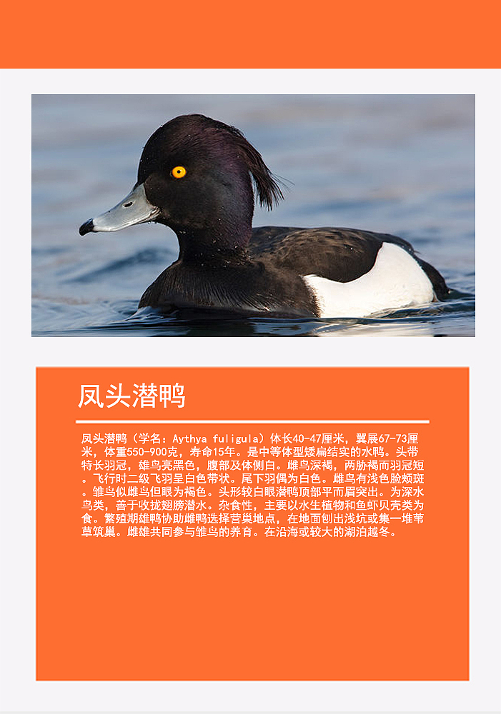 鸟类画册2（图ZMTMzMDg0Njg0） - 书籍/画册 - 站酷设计师浅墨幺幺原创素材 - 站酷ZCOOL