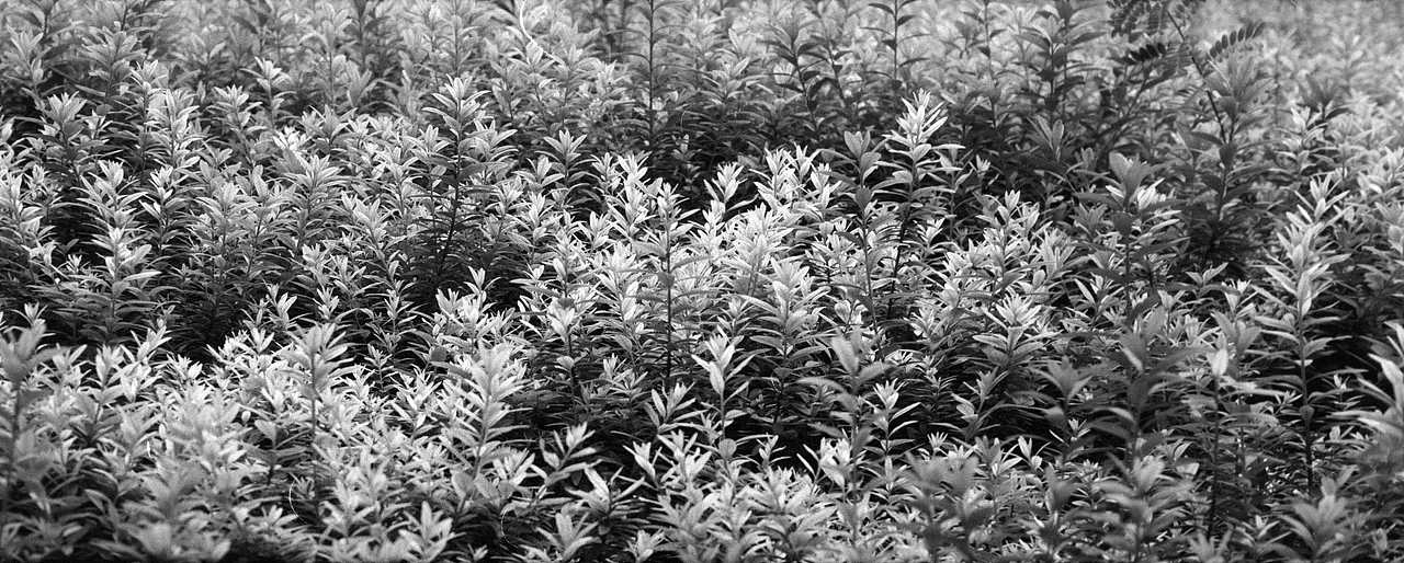 黑白胶卷（图ZMjMwMzQwMzMy） - 人文/纪实摄影 - 站酷设计师老杜头原创素材 - 站酷ZCOOL