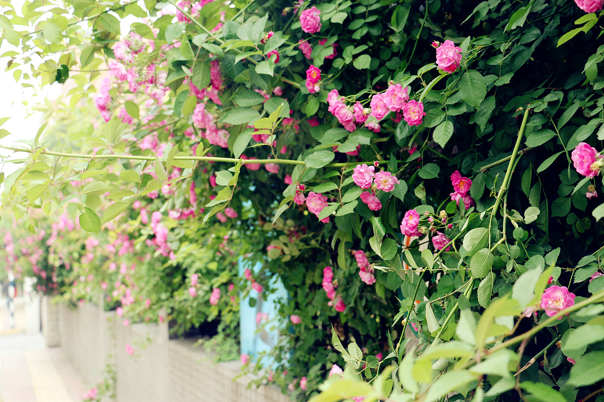 下雨时的龙江小学