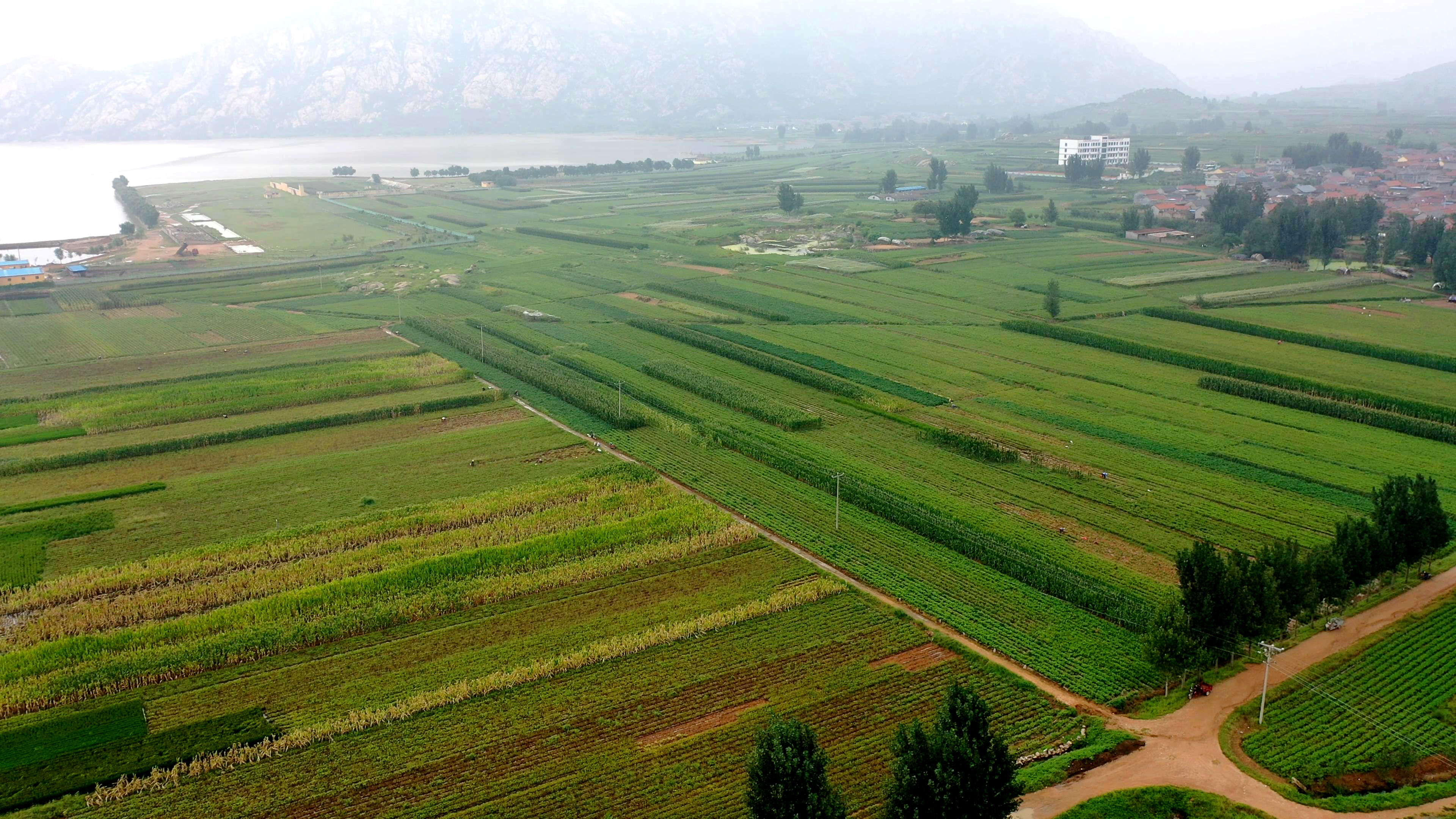 盛夏寻根之旅——丘陵阳坡"长生果"