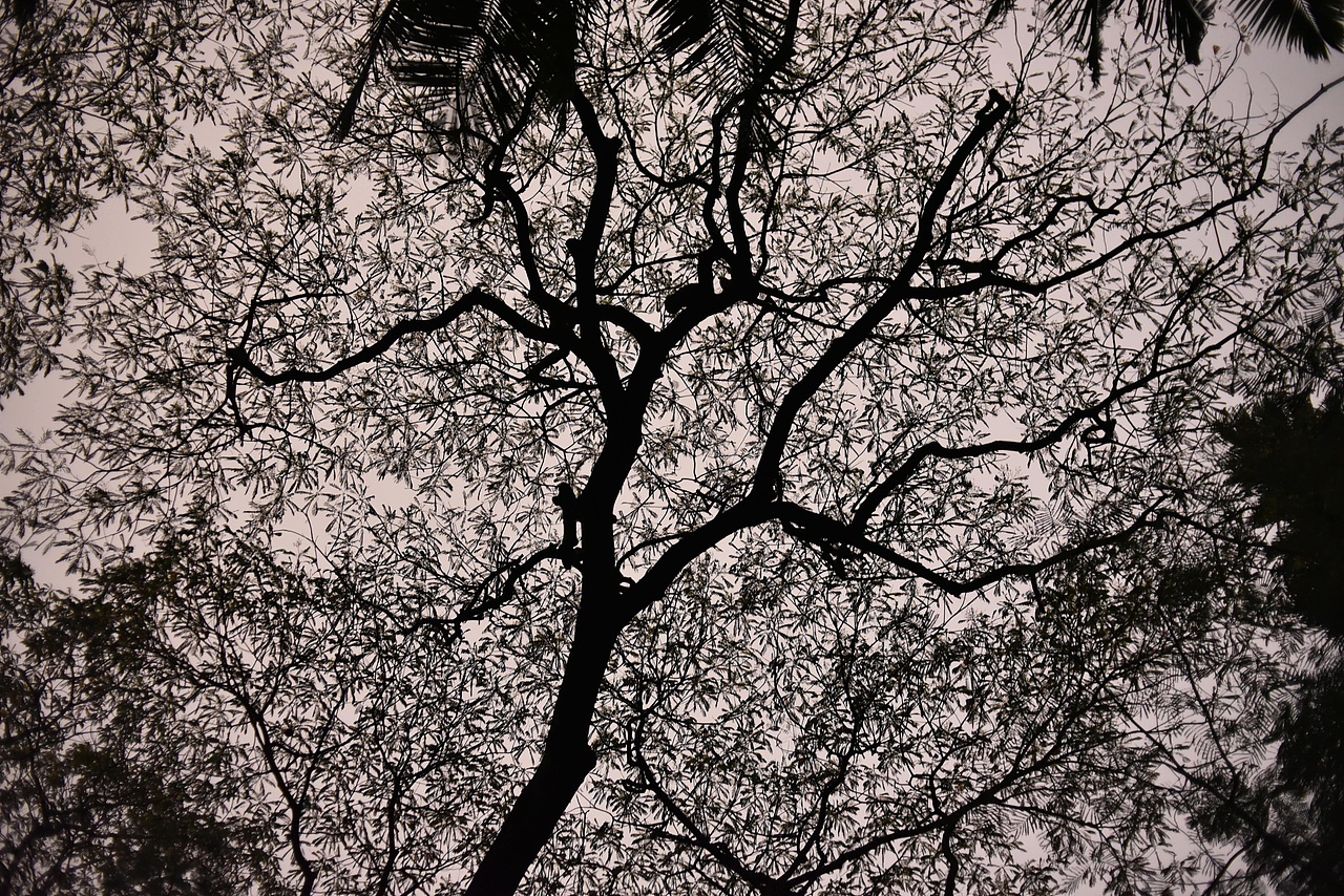 静默（图ZMjgxMjY5MzM2） - 环境/建筑摄影 - 站酷设计师阳光生物原创素材 - 站酷ZCOOL