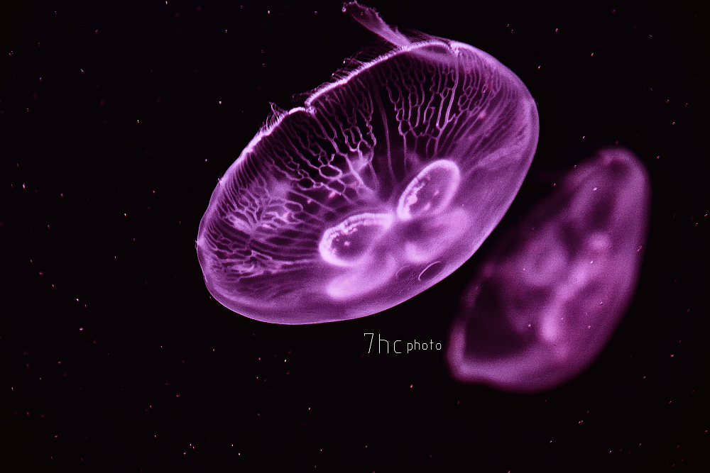 深海生物...（图ZMTE3OTYxNTQ4） - 风光摄影 - 站酷设计师七号仓原创素材 - 站酷ZCOOL