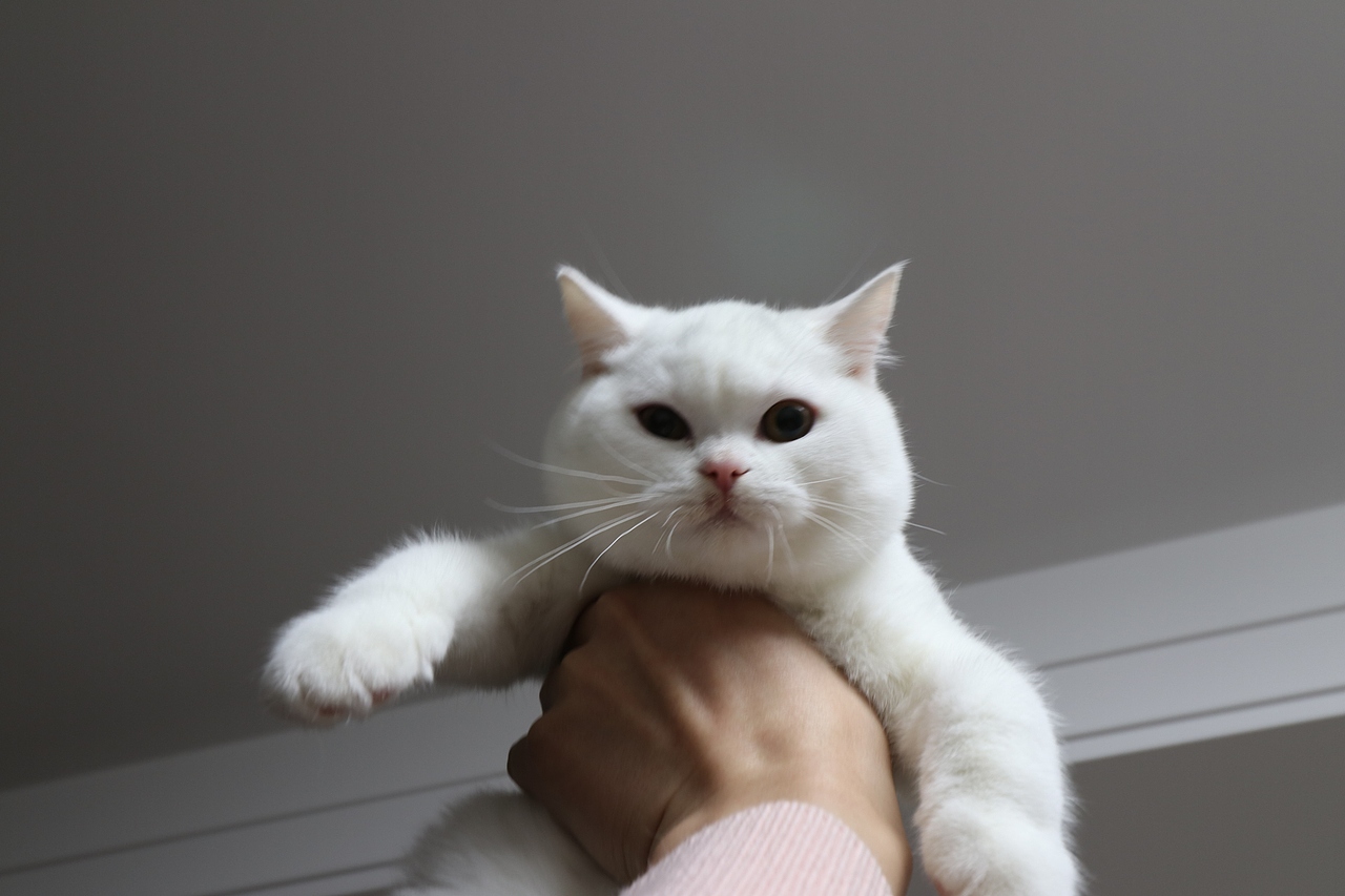 803英短纯白-公-34day478g