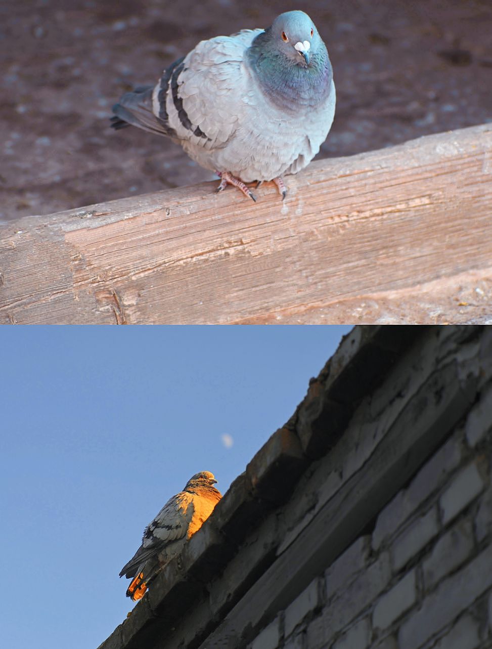 故鄉(xiāng)（圖ZMzI2OTMxNTU2） - 風(fēng)光攝影 - 站酷設(shè)計師不在水里游泳的魚原創(chuàng)素材 - 站酷ZCOOL