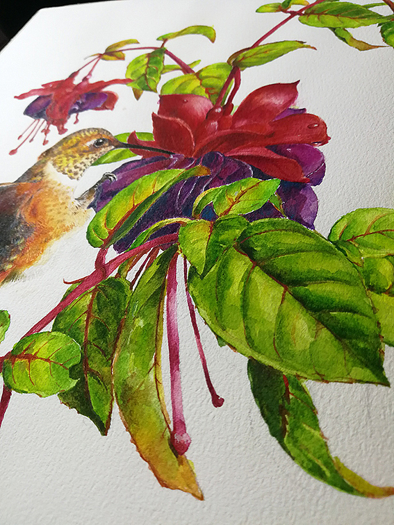 水彩灯笼花写生