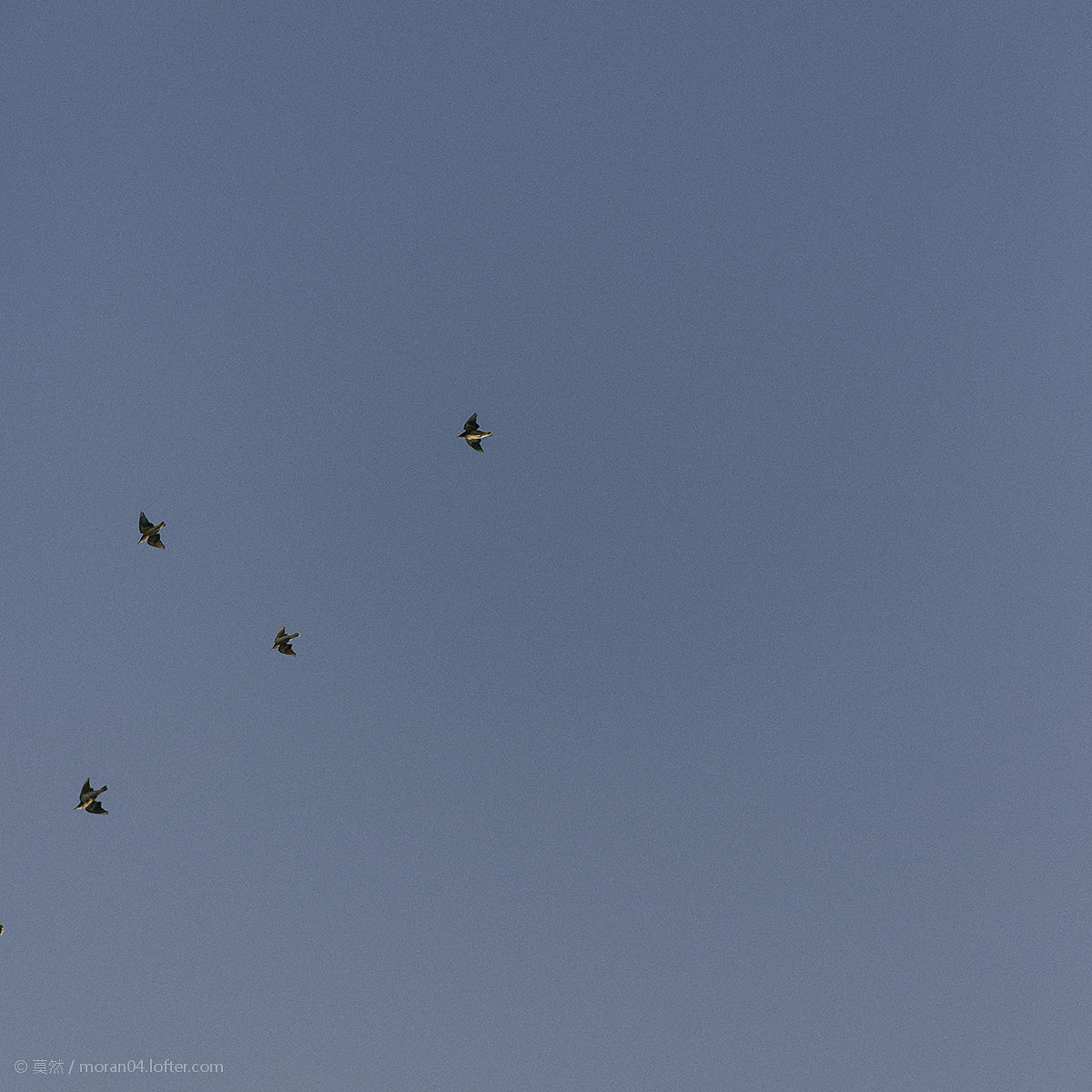 散步社日常隨拍（圖ZMTg4NDA2NTk2） - 產(chǎn)品攝影 - 站酷設計師莫然_xs原創(chuàng)素材 - 站酷ZCOOL