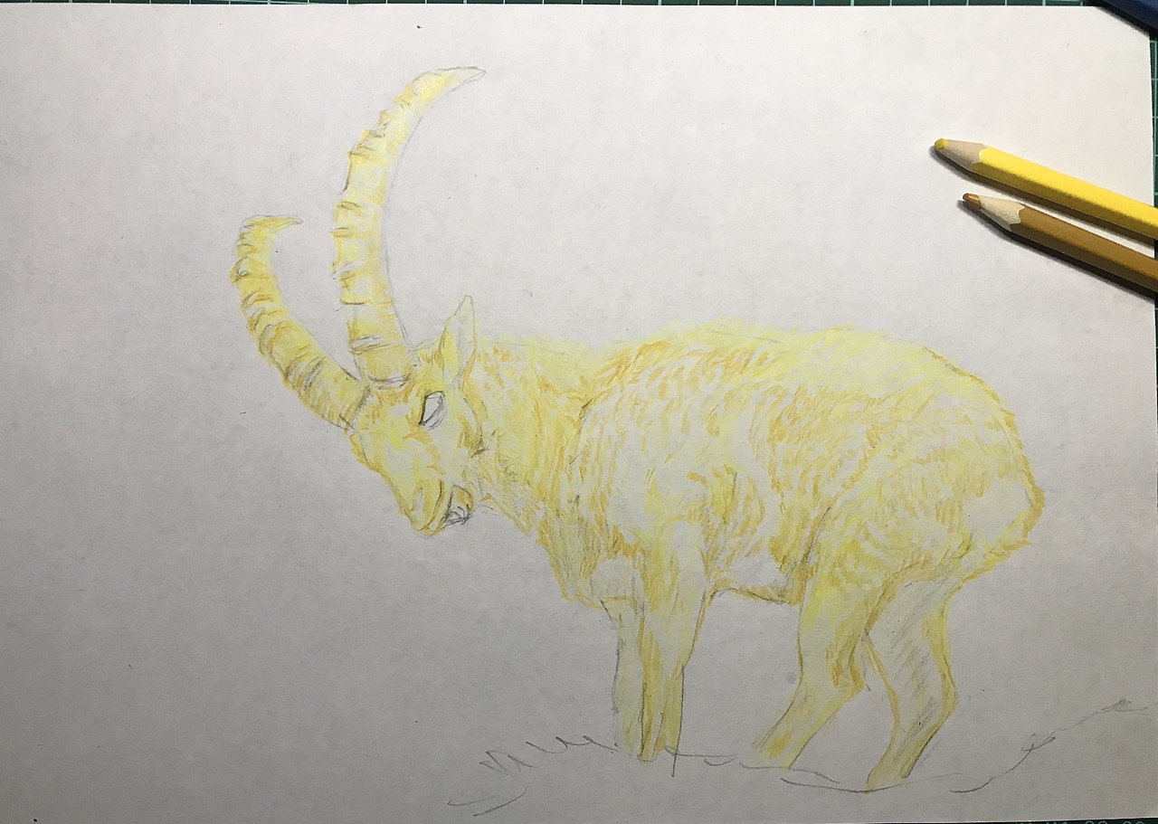彩铅-山羊