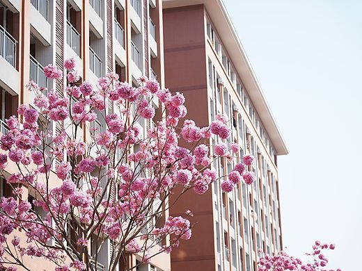 是花开的时候丫