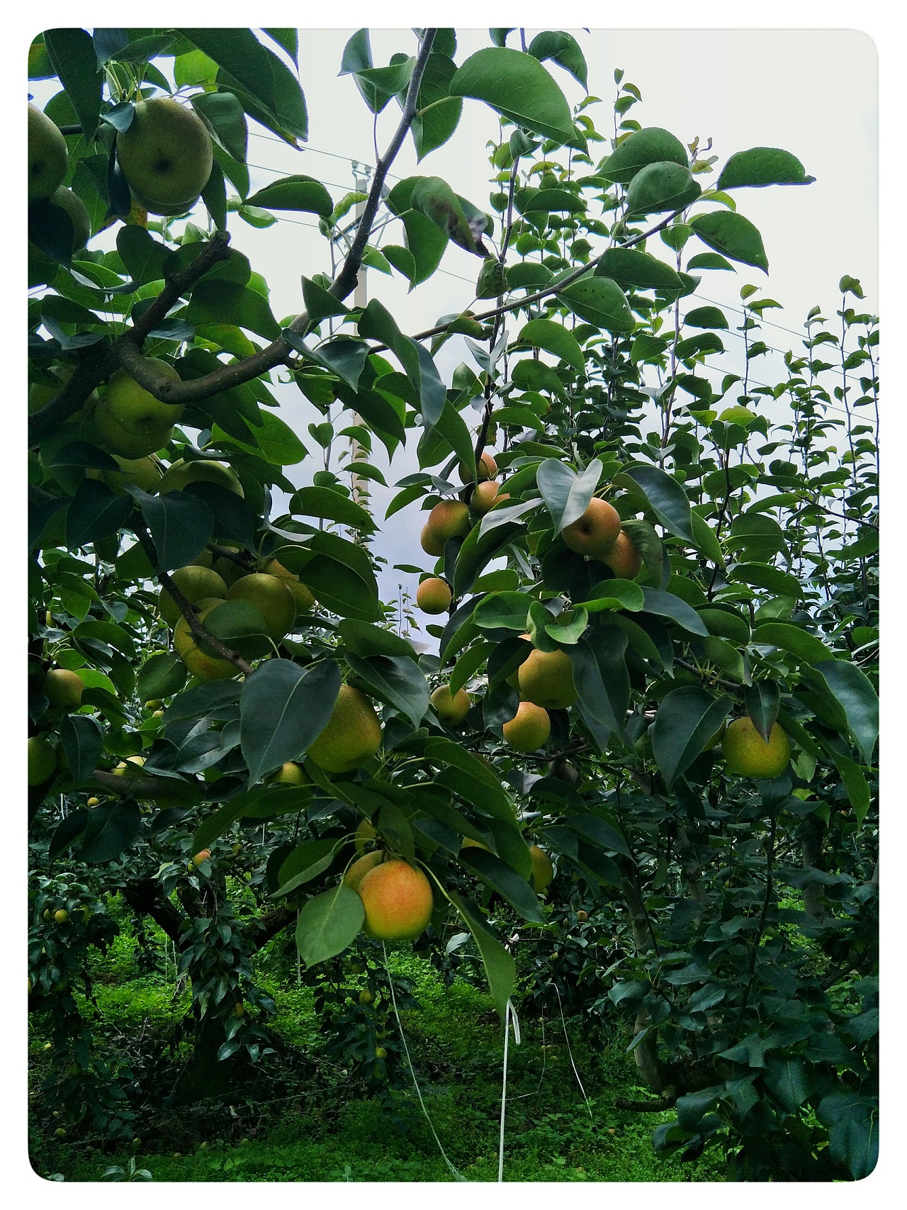 雁塔花果行，夕颜绕梨生。:leaves:（图ZMTIzNzc4ODky） - 产品摄影 - 站酷设计师树深栖乌不语原创素材 - 站酷ZCOOL