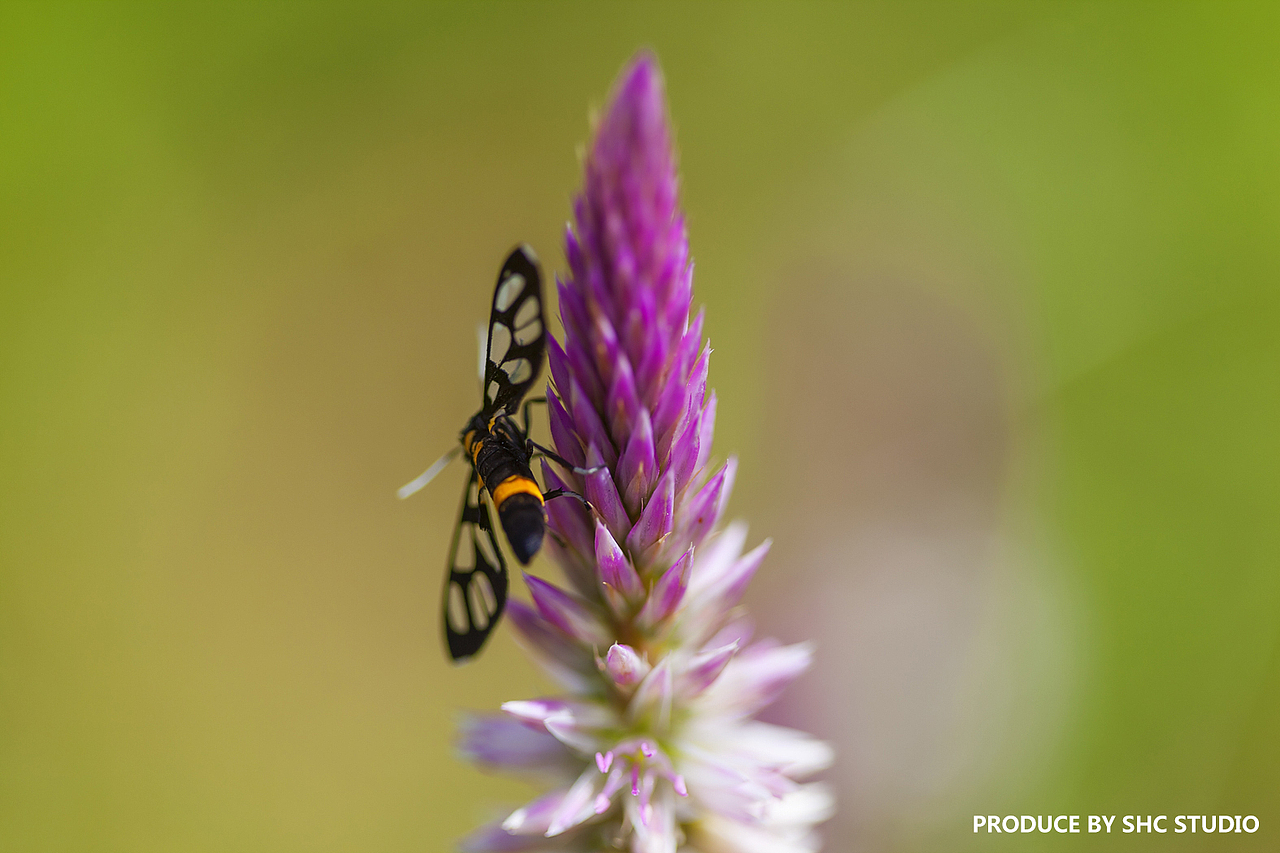 每次出去外拍总会有额外的收获