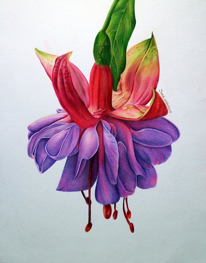 彩铅画花之五吊钟海棠|插画|创作习作|开开心心直到永远_原创作品