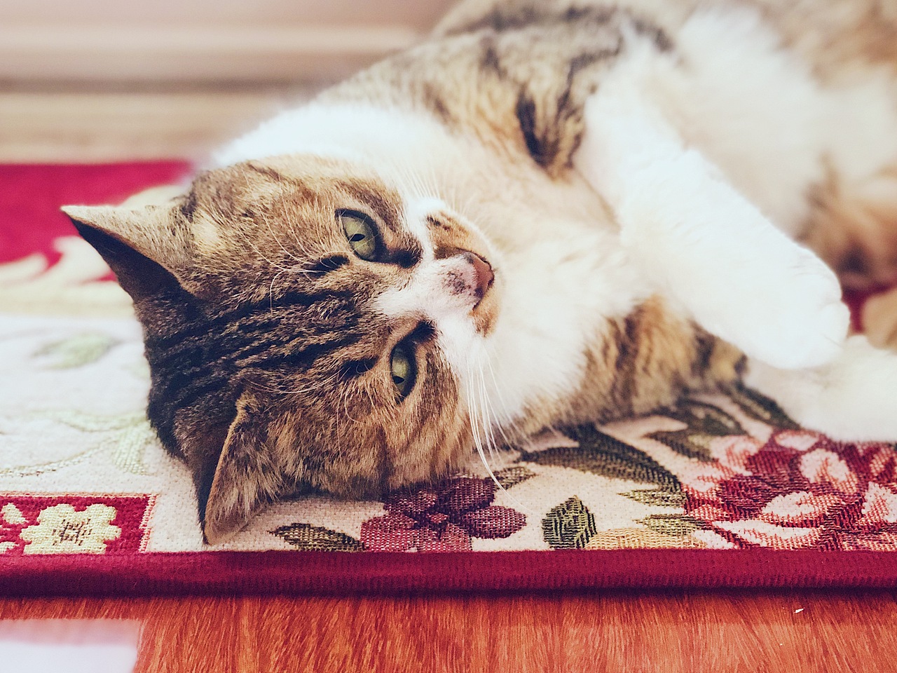 布丢还在的时候的照片，现在只剩回忆