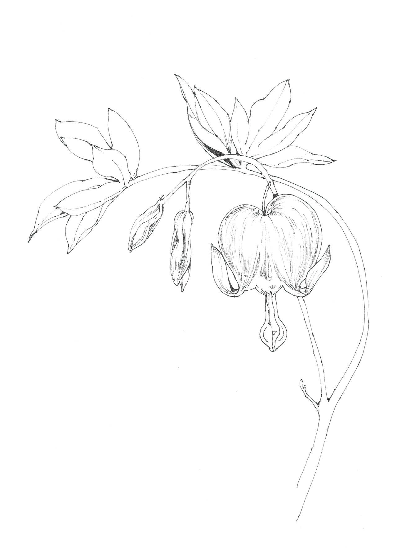 小枣子的小视界线稿教程4荷包牡丹