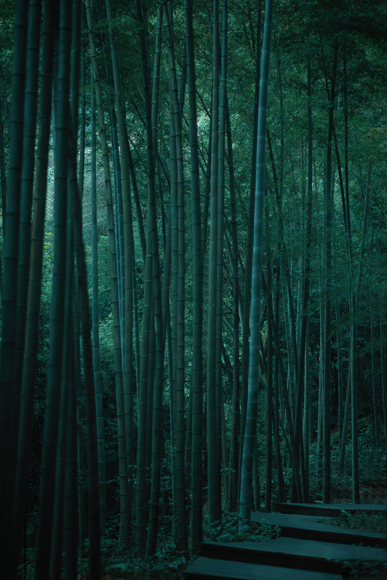 奈何明月照沟渠苦酒折柳今相离 无风无月也无你人像汉服古风意境竹林