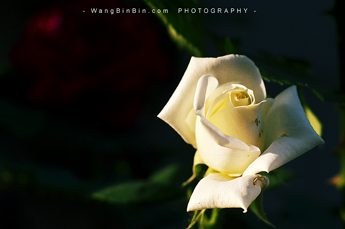 落日辉映下的月季花开
