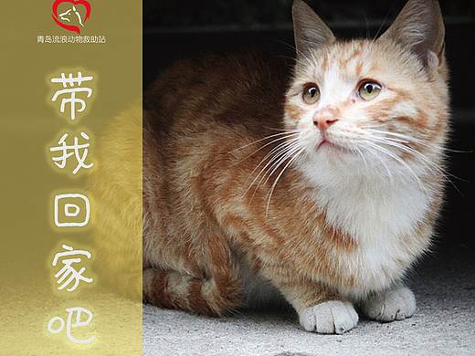 练习临摹（个人主页-ZMzYwNzcyNjQ=） - 宣传物料 - 站酷设计师何菂原创素材 - 站酷ZCOOL