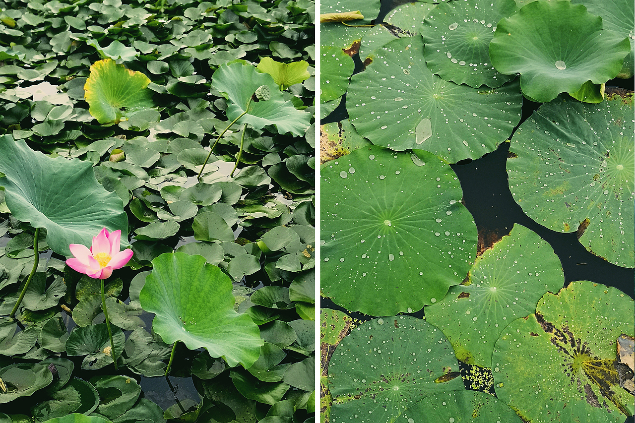 小梦的随手拍-第2期