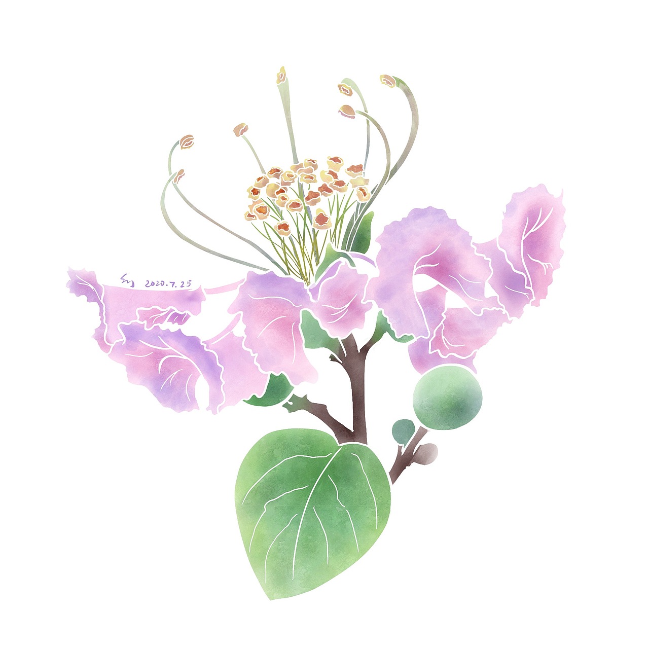 紫薇