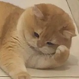 猫扑球的头像