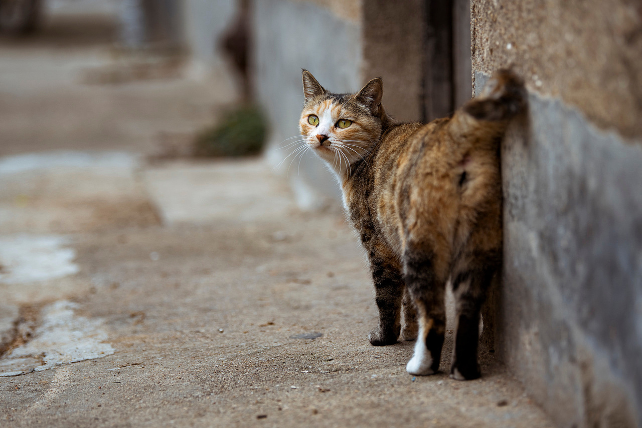 家门口的小野猫