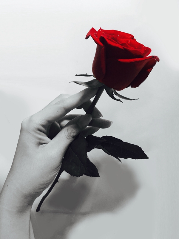 单独一朵玫瑰花 伤感图片