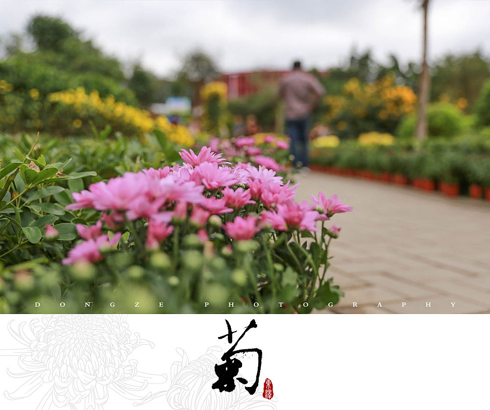 【東泽视觉】福建省第五届菊花展以及莆田市第七届盆景展