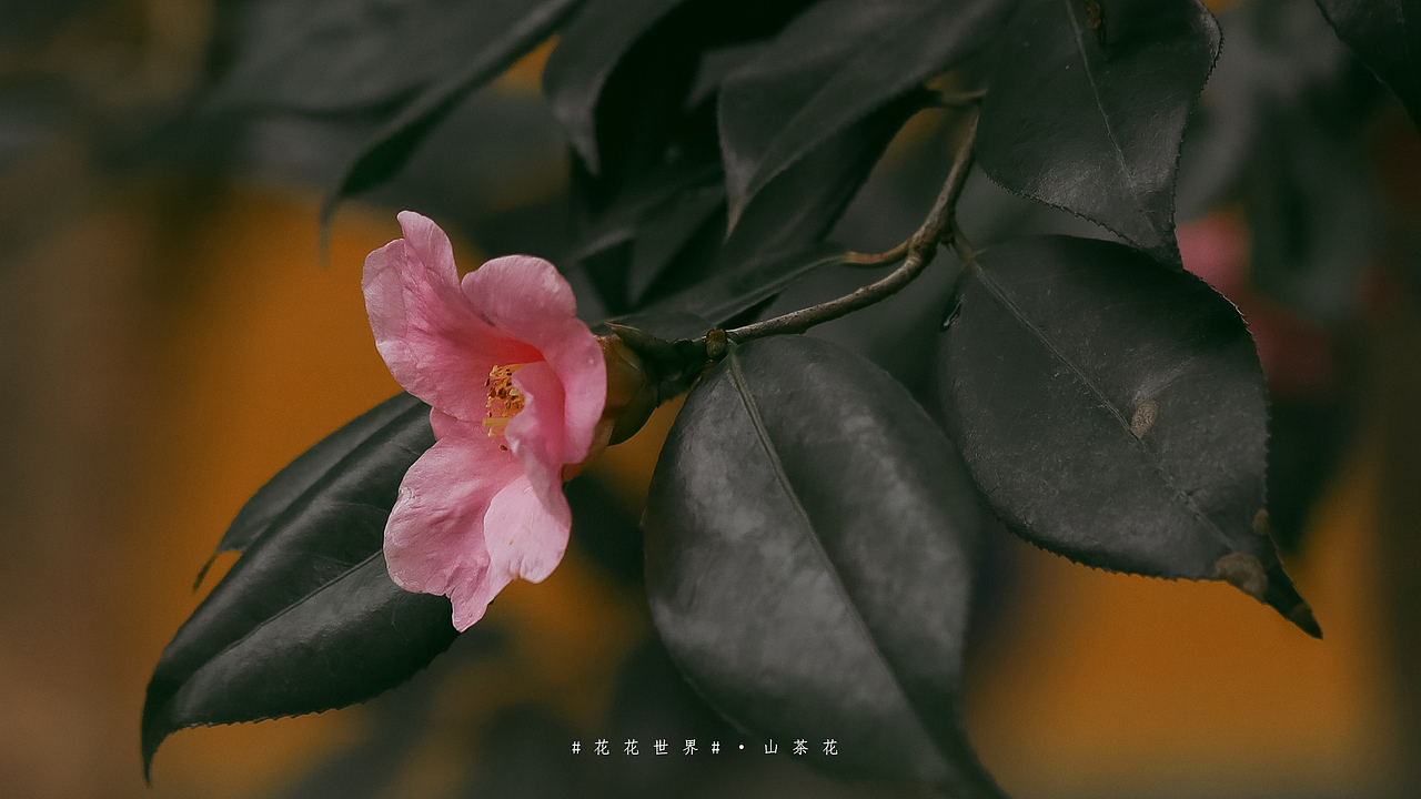 #花花世界#山茶花（图ZMjQwNzc5Mjky） - 风光摄影 - 站酷设计师一修_原创素材 - 站酷ZCOOL