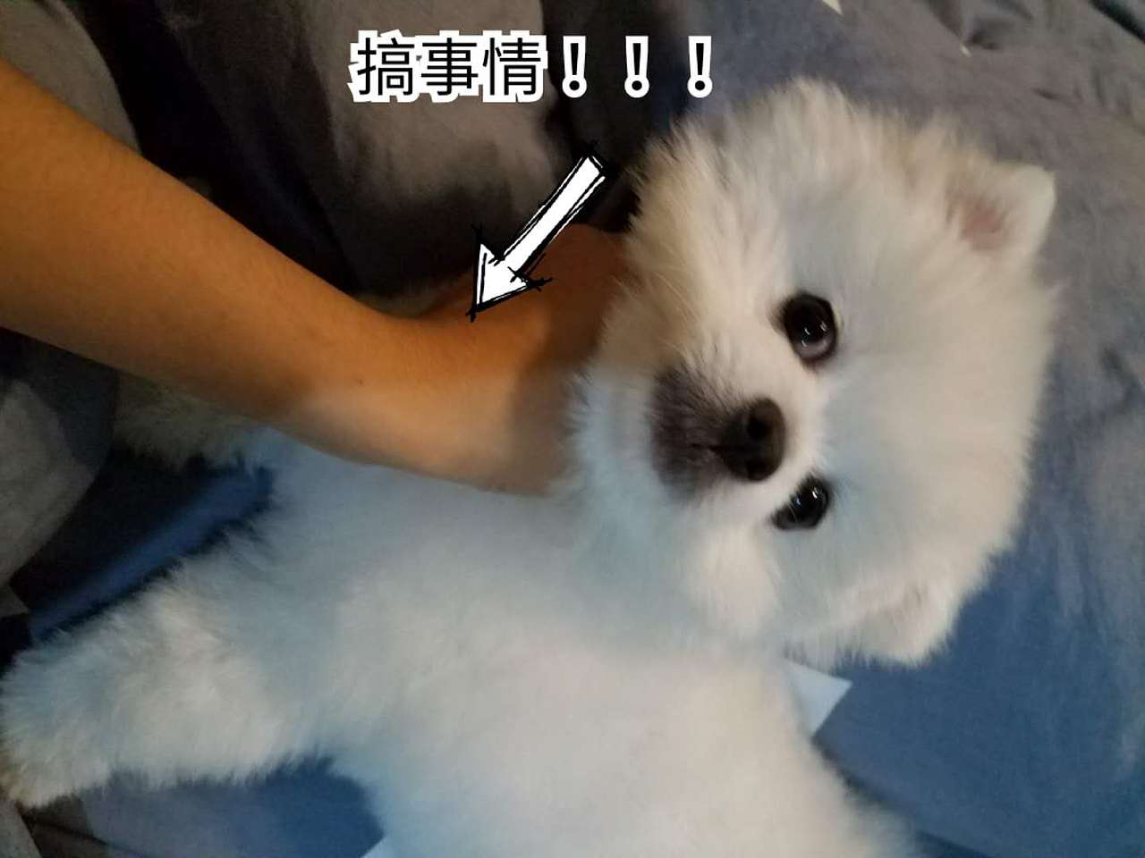 家有傻狗叫山炮（图ZMTA1OTU1Mjgw） - 宠物摄影 - 站酷设计师WEILLLLL原创素材 - 站酷ZCOOL