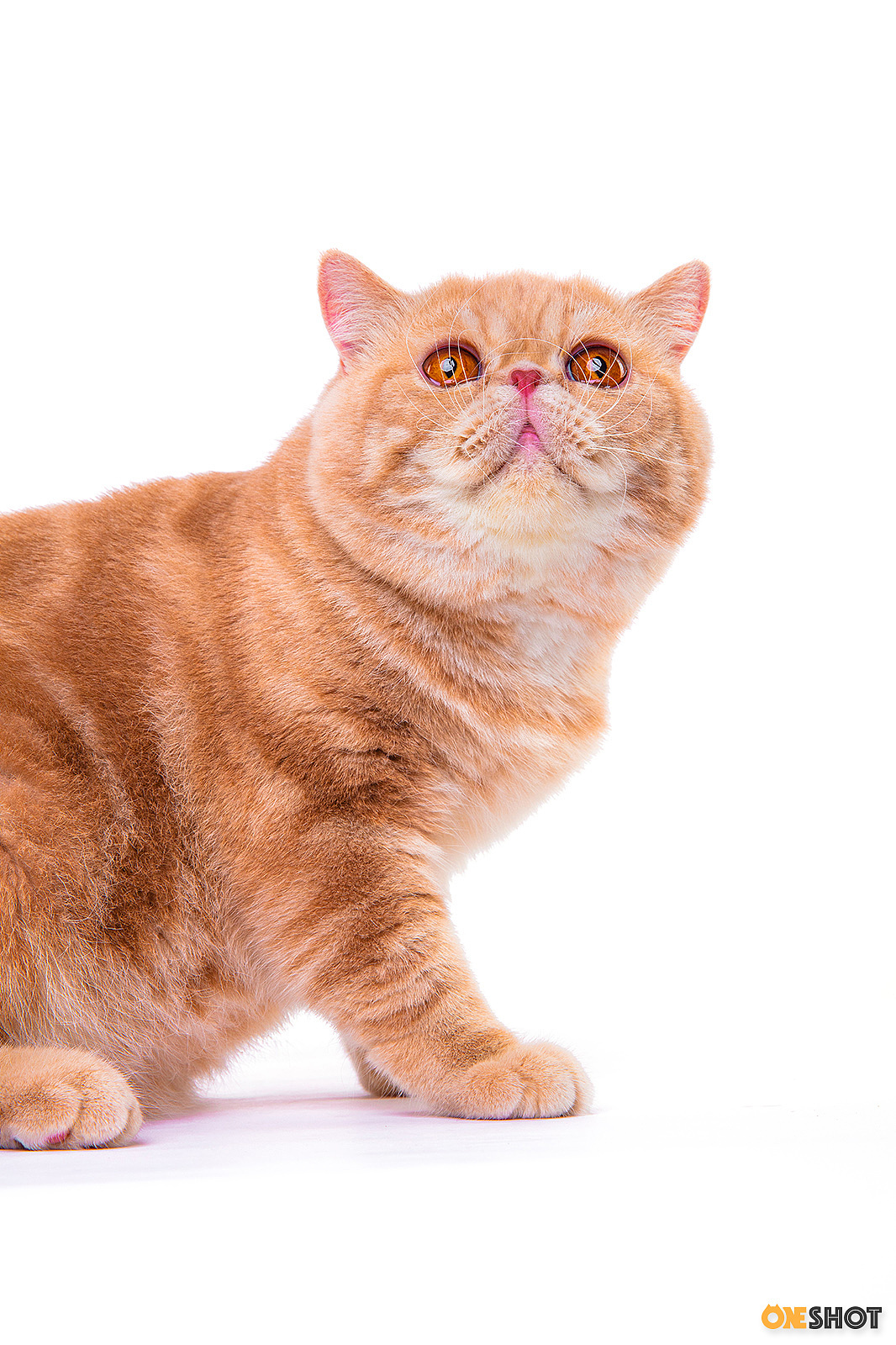 白底证件照加菲猫幼成