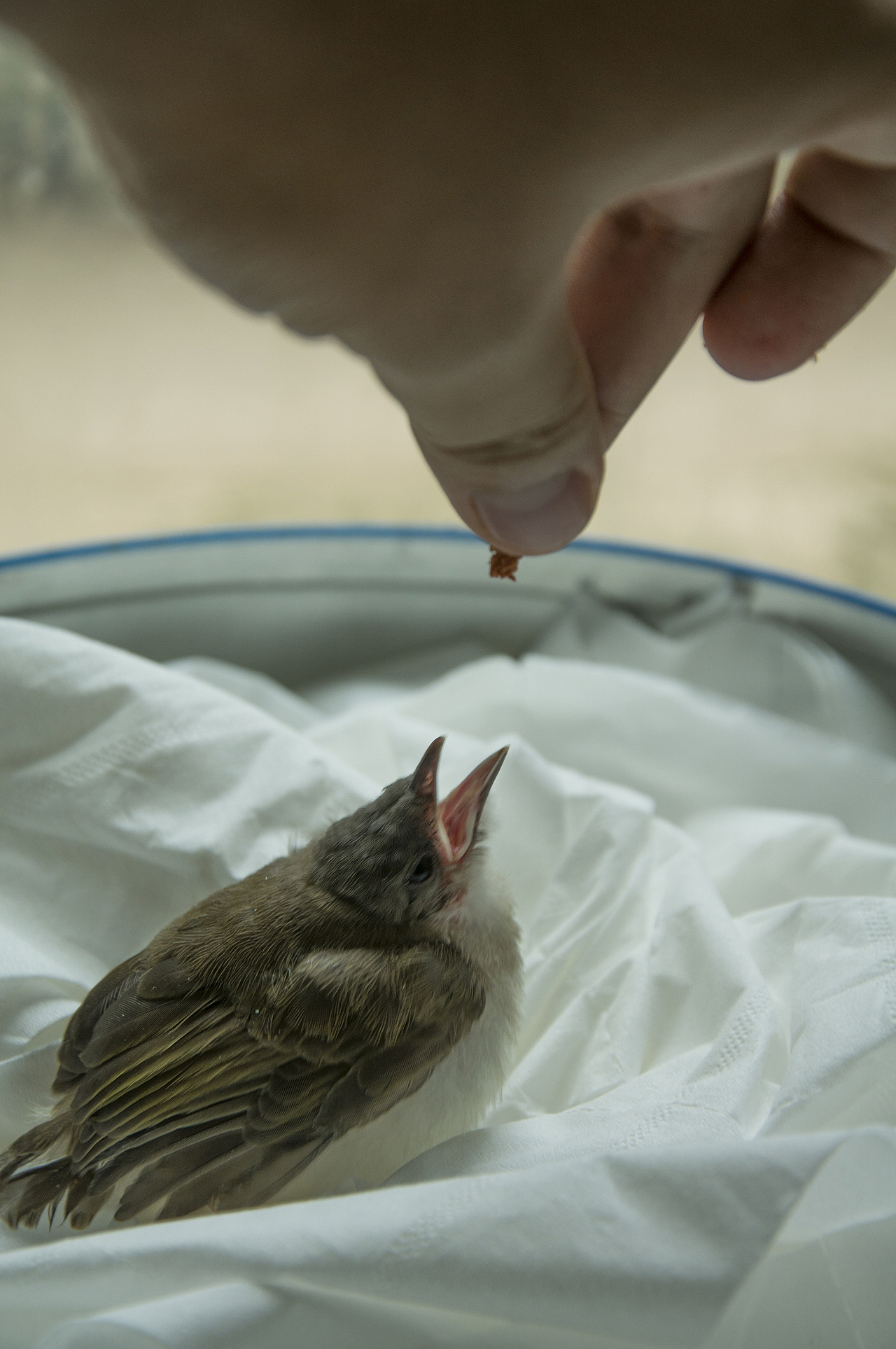 我家喵小奇。O(∩_∩)O哈哈~