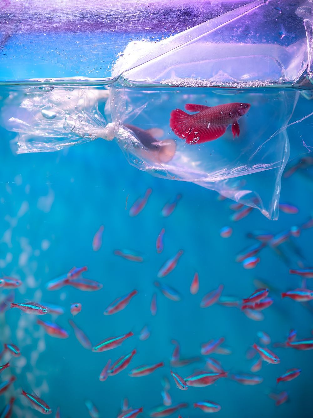 水族（圖ZMzM4MTA0NjQw） - 寵物攝影 - 站酷設(shè)計師大鵬映象原創(chuàng)素材 - 站酷ZCOOL