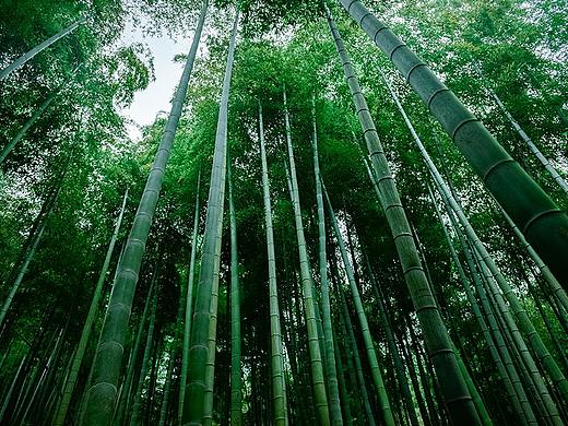 中国大竹海