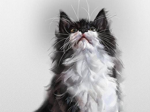 奶牛猫