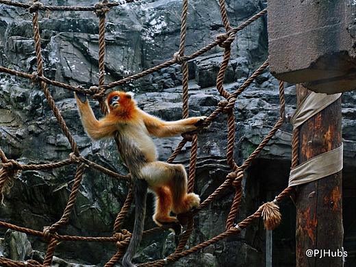 动物-金丝猴（个人主页-ZMzg0ODQ0NzY=） - 宠物摄影 - 站酷设计师PJHubs原创素材 - 站酷ZCOOL