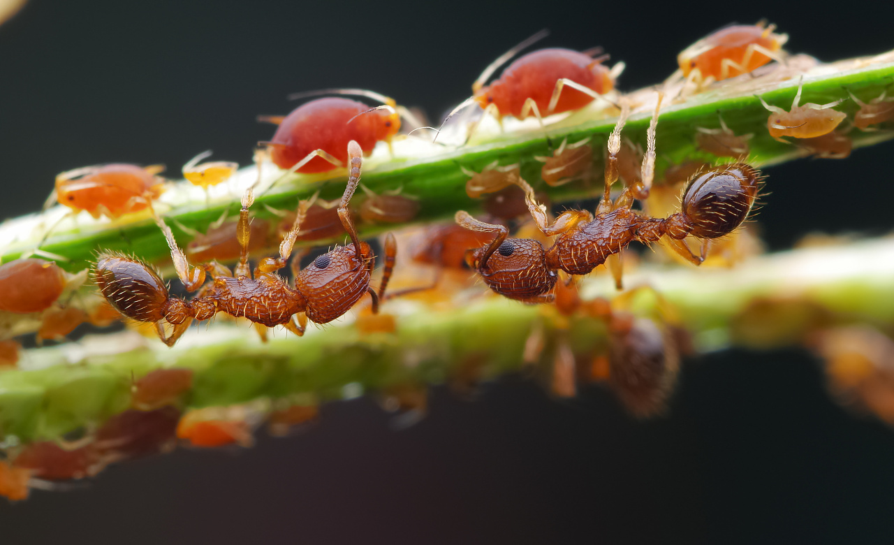 微距最小的蚂蚁，，，，切叶蚁。。。。。。|摄影|生态|深圳瓜哥 - 原创作品 - 站酷 (ZCOOL)