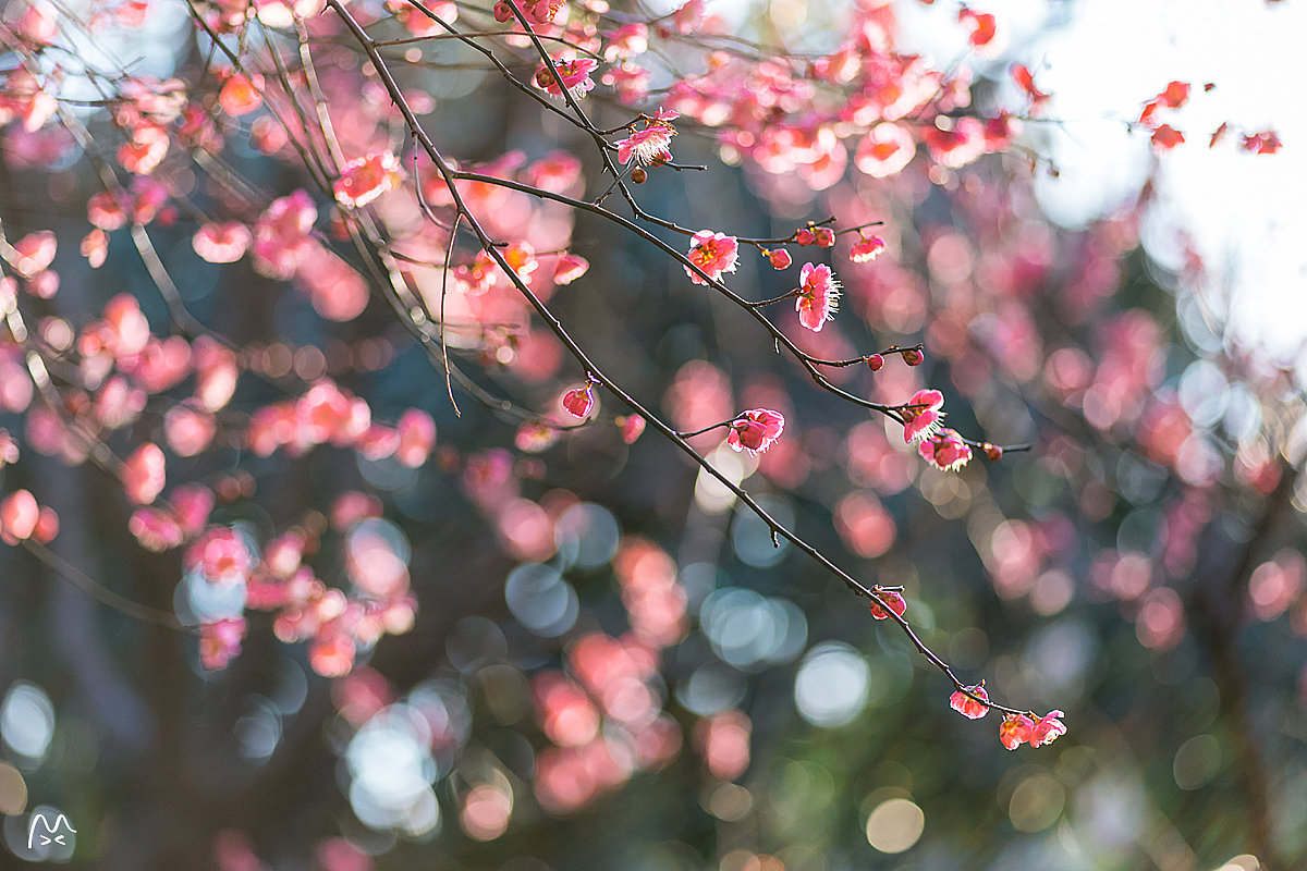 江南无所有，聊寄一枝春（图ZNzE2MDk4ODQ=） - 风光摄影 - 站酷设计师喵呜不停原创素材 - 站酷ZCOOL