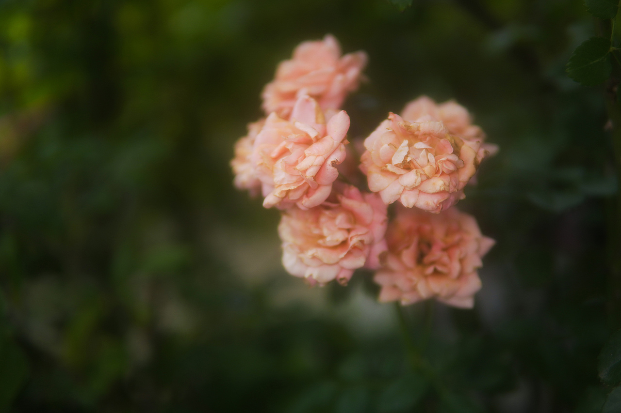 花路（图ZMjEzNjczMzY0） - 产品摄影 - 站酷设计师DAYBREAK工作室原创素材 - 站酷ZCOOL