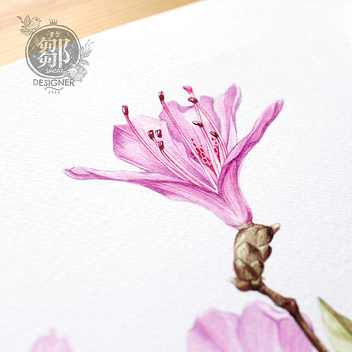 杜鹃花系列——华丽杜鹃（图ZNzc5OTI4NjQ=） - 商业插画 - 站酷设计师鄒慶原创素材 - 站酷ZCOOL