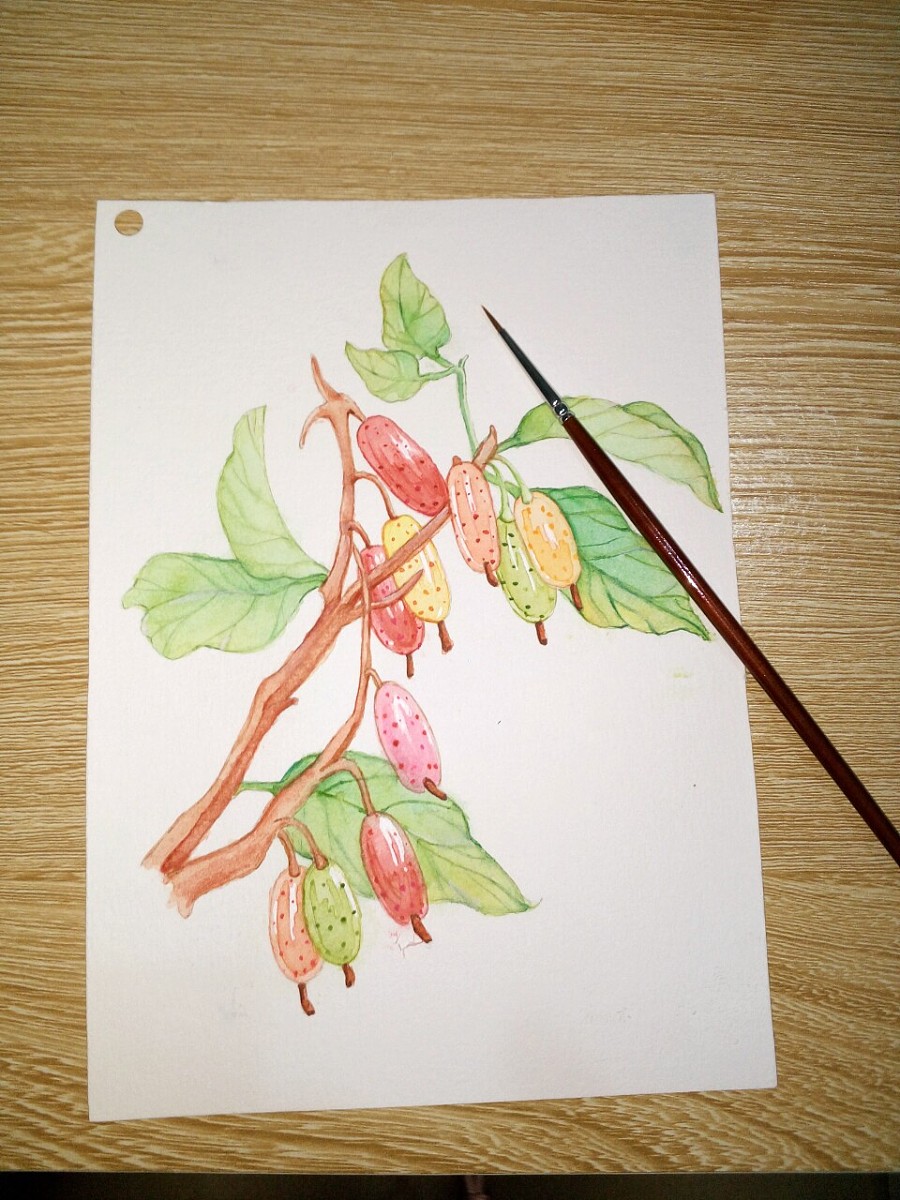 画一株"佛灯果"!又名牛奶奶果!