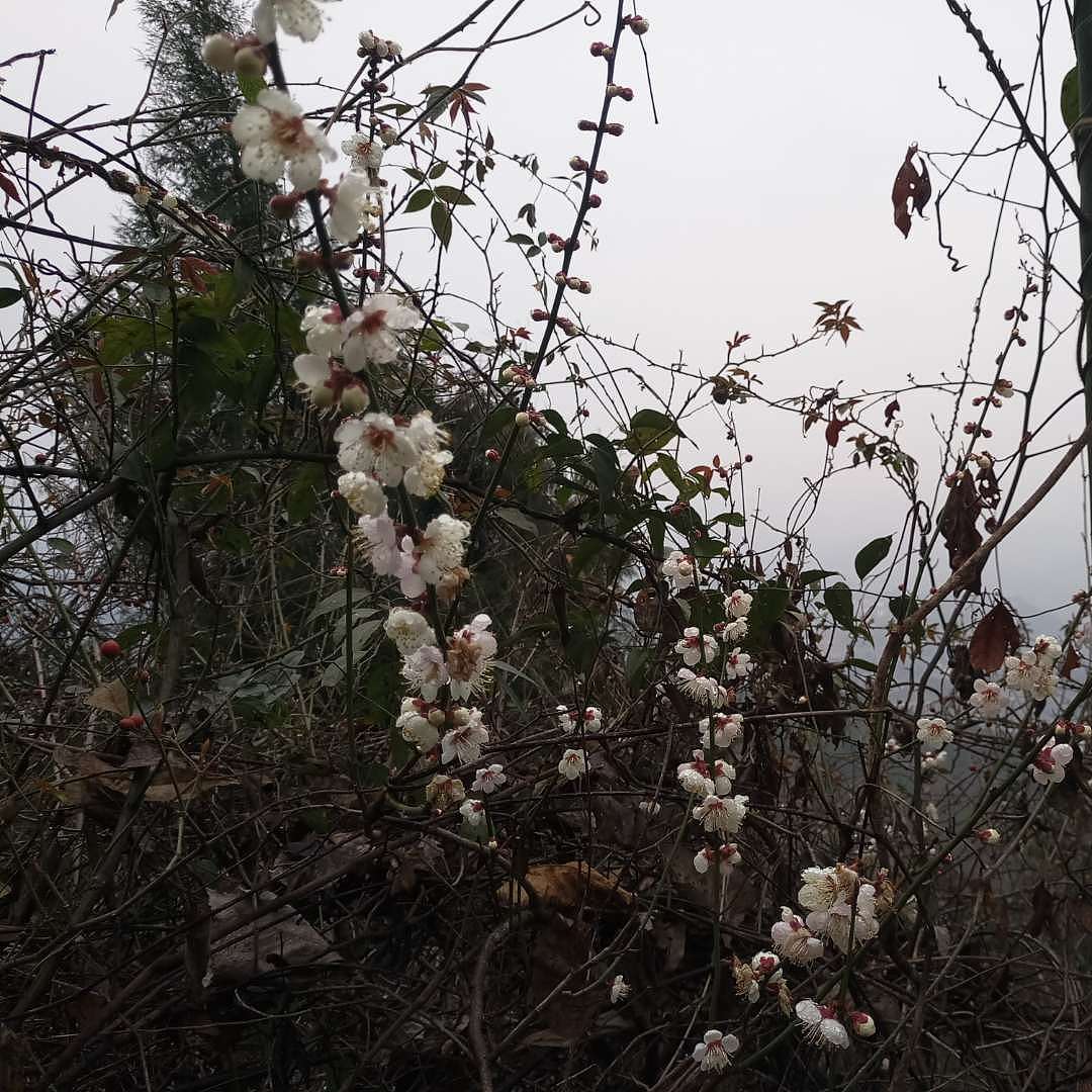 花开当时（图ZMTA1MjQ5NTUy） - 产品摄影 - 站酷设计师珍丫头原创素材 - 站酷ZCOOL