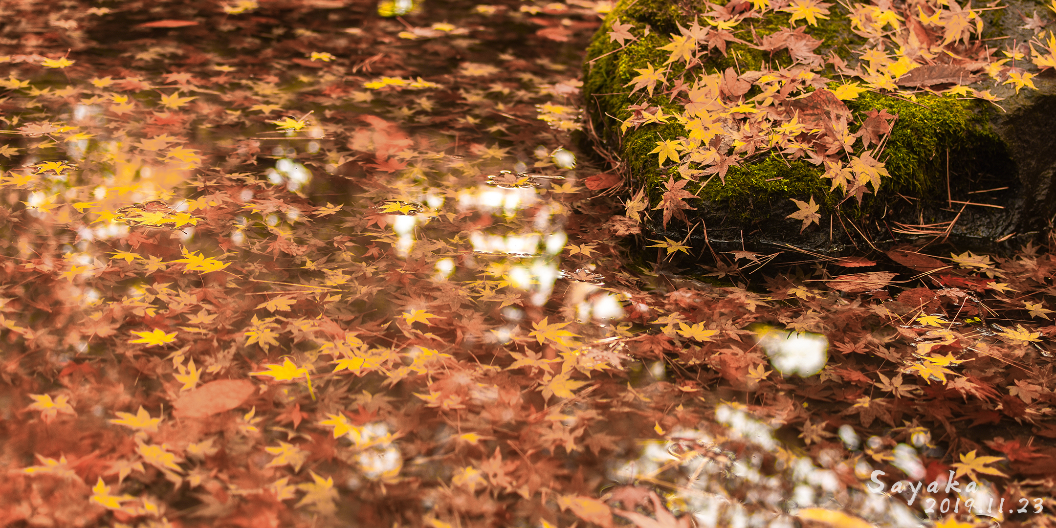 Sayaka莹玥的个人主页（封面预览） - 主页封面设置 - 站酷设计师Sayaka莹玥原创素材 - 站酷ZCOOL