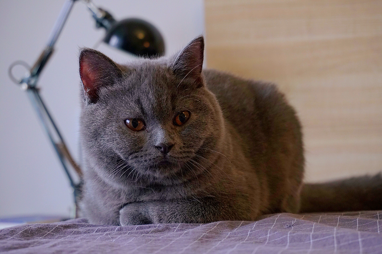 他和他的猫
